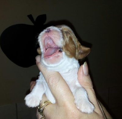 des légendes de Malbrouck - les chiots d'Electra sont nés !