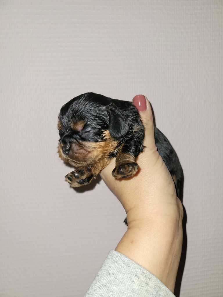 des légendes de Malbrouck - Chiot disponible  - Cavalier King Charles Spaniel