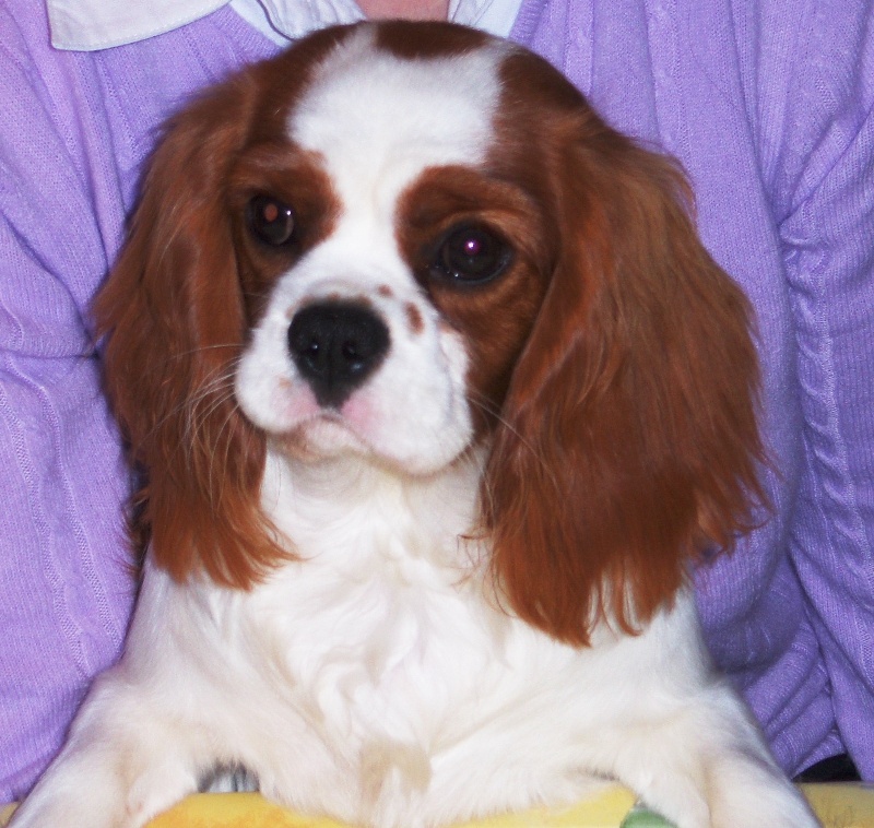 Calamity jane des cigales vaunageoles