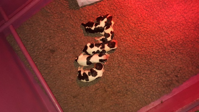 des légendes de Malbrouck - Les bébés d'Harmony et Elvis sont nés !