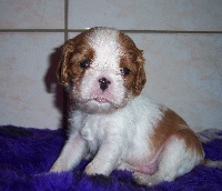 Harley